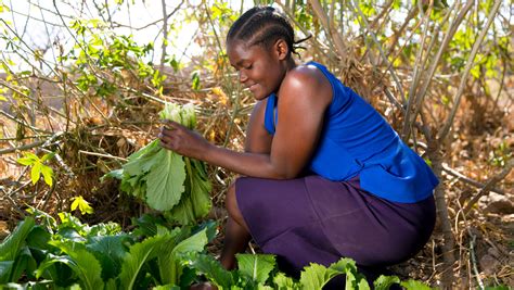  Zambian Agriculture: A Tapestry of Tradition and Innovation